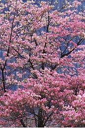 3DM速报： Steam Deck首批2月26日开售 《孤岛危机4》确认开发中